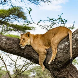 Join us in a unique photographic safari with Serengeti great migration calving season as highligh combined with Ngorongoro and Tarangire in Tanzania