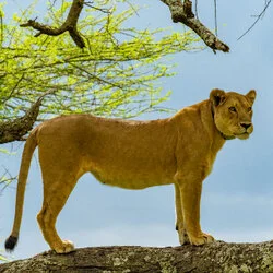 Join us in a unique photographic safari with Serengeti great migration calving season as highligh combined with Ngorongoro and Tarangire in Tanzania