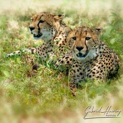 Join us in a unique photographic safari with Serengeti great migration calving season as highligh combined with Ngorongoro and Tarangire in Tanzania