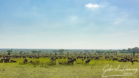 Join us in a unique photographic safari with Serengeti great migration calving season as highligh combined with Ngorongoro and Tarangire in Tanzania
