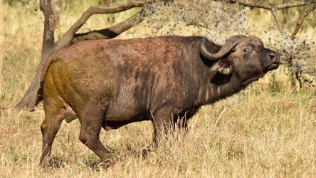 Join us in a unique photographic safari with Serengeti great migration calving season as highligh combined with Ngorongoro and Tarangire in Tanzania