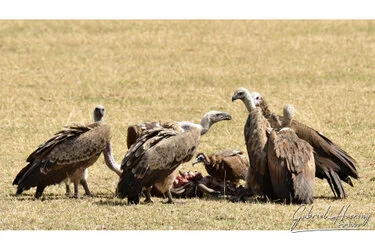 Join us in a unique photographic safari with Serengeti great migration calving season as highligh combined with Ngorongoro and Tarangire in Tanzania