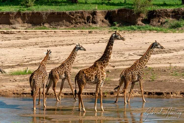 Join us in a unique photographic safari with Serengeti great migration calving season as highligh combined with Ngorongoro and Tarangire in Tanzania