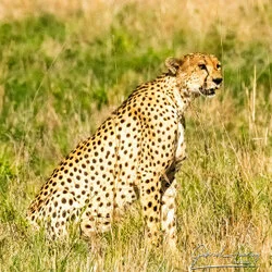 Join us in a unique photographic safari with Serengeti great migration calving season as highligh combined with Ngorongoro and Tarangire in Tanzania