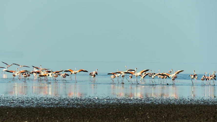 Bird watching Photo Safari Tanzania