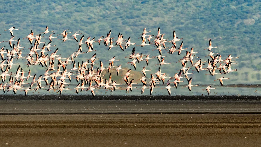 Bird watching Photo Safari Tanzania