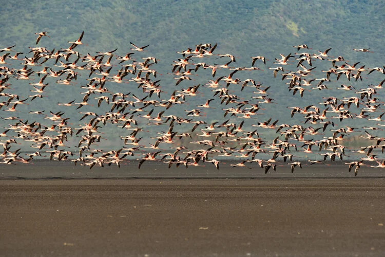 Bird watching Photo Safari Tanzania