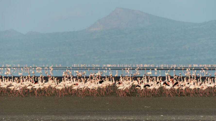 Bird watching Photo Safari Tanzania