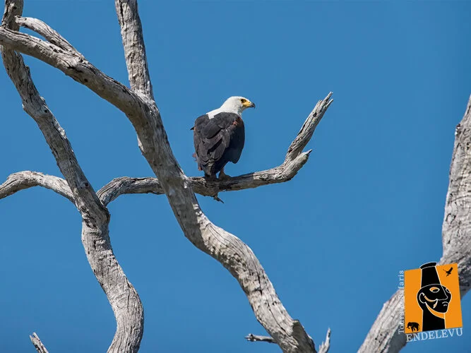 Bird watching Photo Safari Tanzania