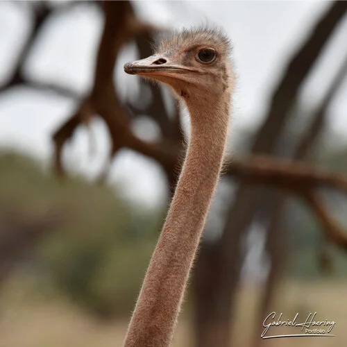 Bird watching Photo Safari Tanzania