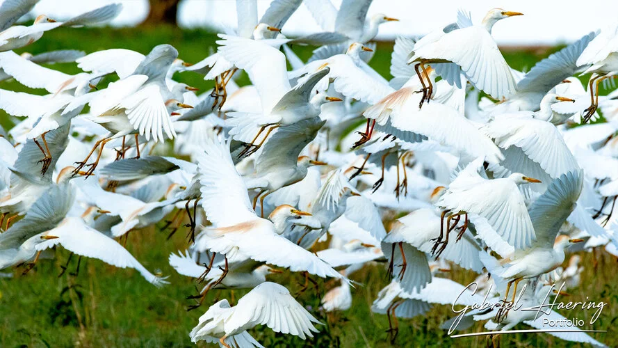 Bird watching Photo Safari Tanzania