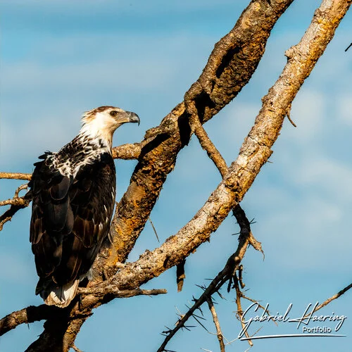 Bird watching Photo Safari Tanzania