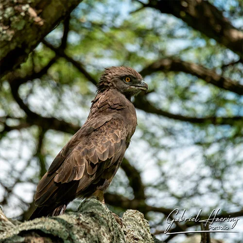 Bird watching Photo Safari Tanzania