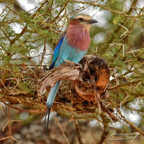 Bird watching Photo Safari Tanzania