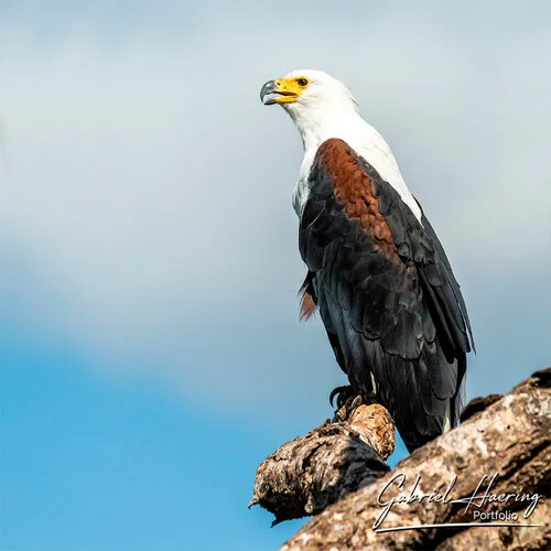 Bird watching Photo Safari Tanzania