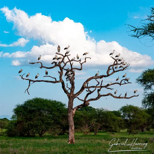 Bird watching Photo Safari Tanzania