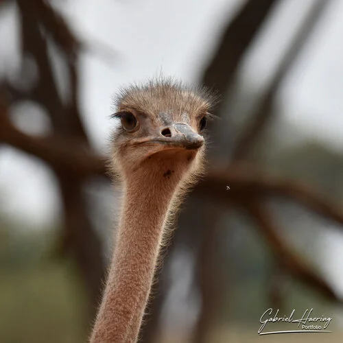 Bird watching Photo Safari Tanzania