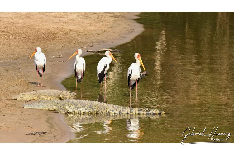 Bird watching Photo Safari Tanzania