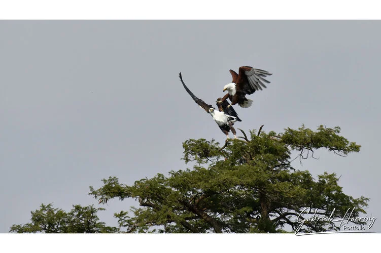 Bird watching Photo Safari Tanzania