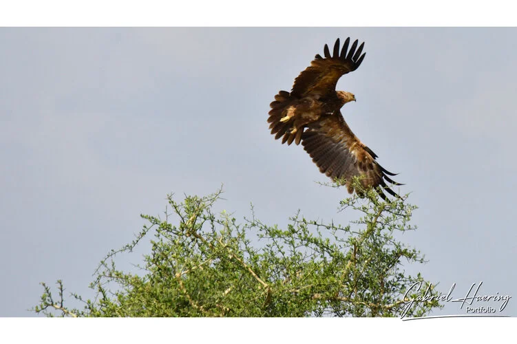 Bird watching Photo Safari Tanzania