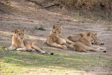 Southern Tanzania Selous Photographic Safari