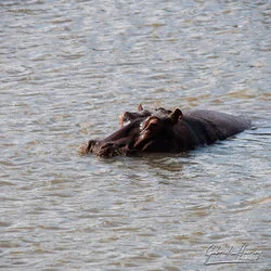 Southern Tanzania Selous Photographic Safari