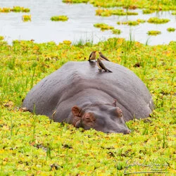 Join us in a unique photographic safari visiting Nyerere  National Park (former Selous) and Ruaha National Park in southern Tanzania