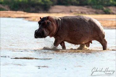 Join us in a unique photographic safari visiting Nyerere  National Park (former Selous) and Ruaha National Park in southern Tanzania