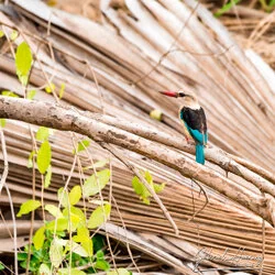 Join us in a unique photographic safari visiting Nyerere  National Park (former Selous) and Ruaha National Park in southern Tanzania