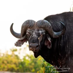 Join us in a unique photographic safari visiting Nyerere  National Park (former Selous) and Ruaha National Park in southern Tanzania