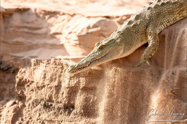 Join us in a unique photographic safari visiting Nyerere  National Park (former Selous) and Ruaha National Park in southern Tanzania