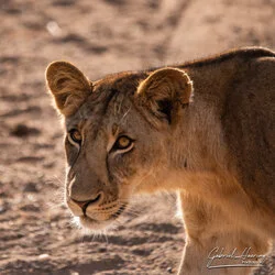 Join us in a unique photographic safari visiting Nyerere  National Park (former Selous) and Ruaha National Park in southern Tanzania